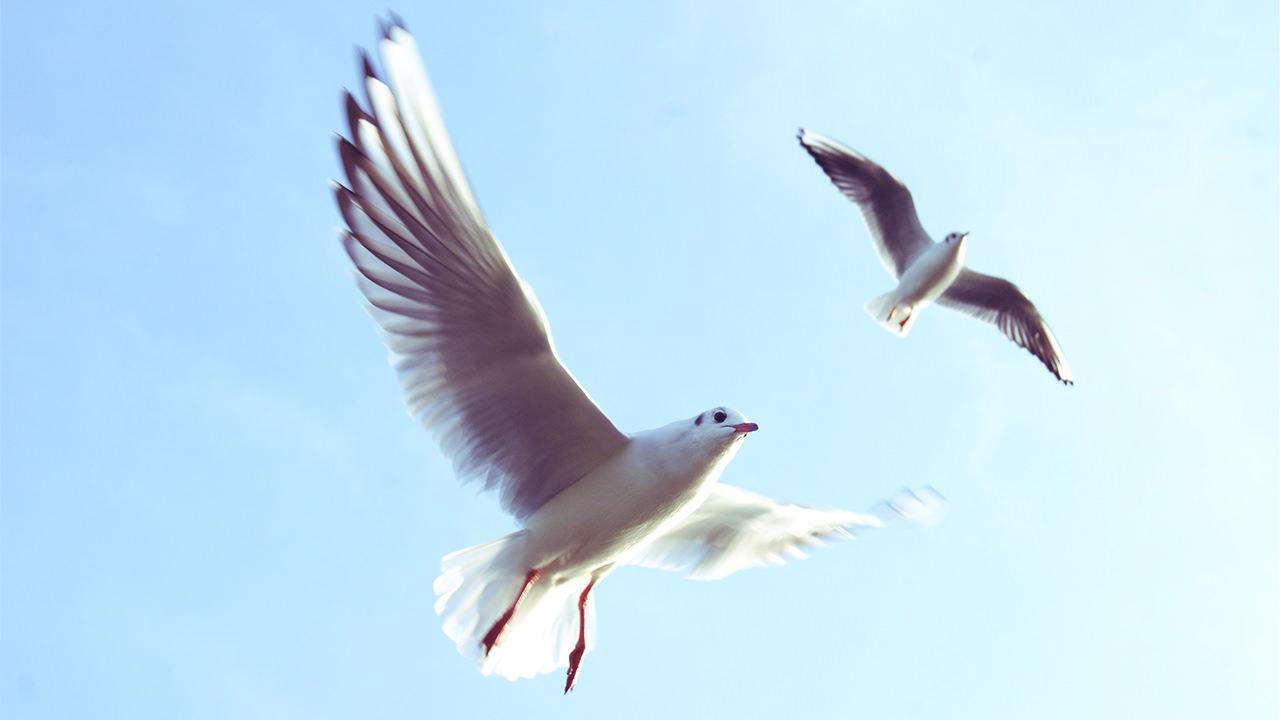 NFTに挑戦しよう。羽ばたく鳥。